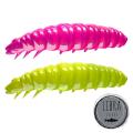 Larva Larva